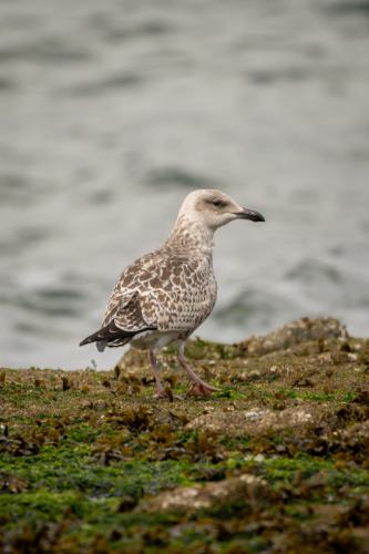 437 Wangerooge 26